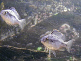 Boadzulu