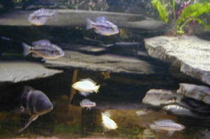 Fische