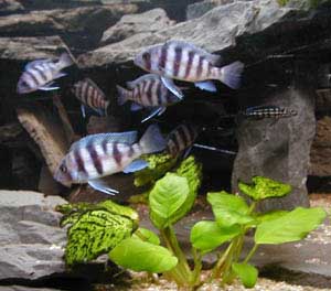 Frontosanachwuchs